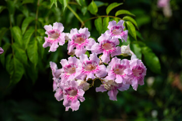 Beautiful pink bell-shaped flowers