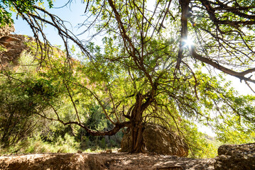 a huge carob tree in the Spanish mountain