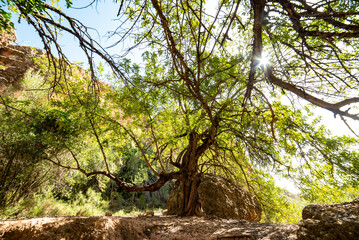 a huge carob tree in the Spanish mountain