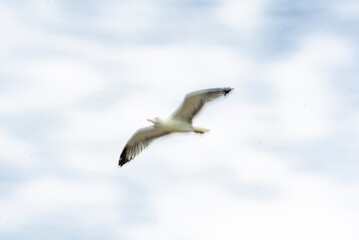 Seagulls flying in abstract and creative version