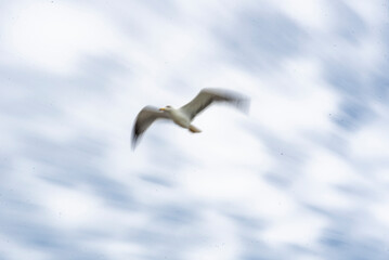 Seagulls flying in abstract and creative version