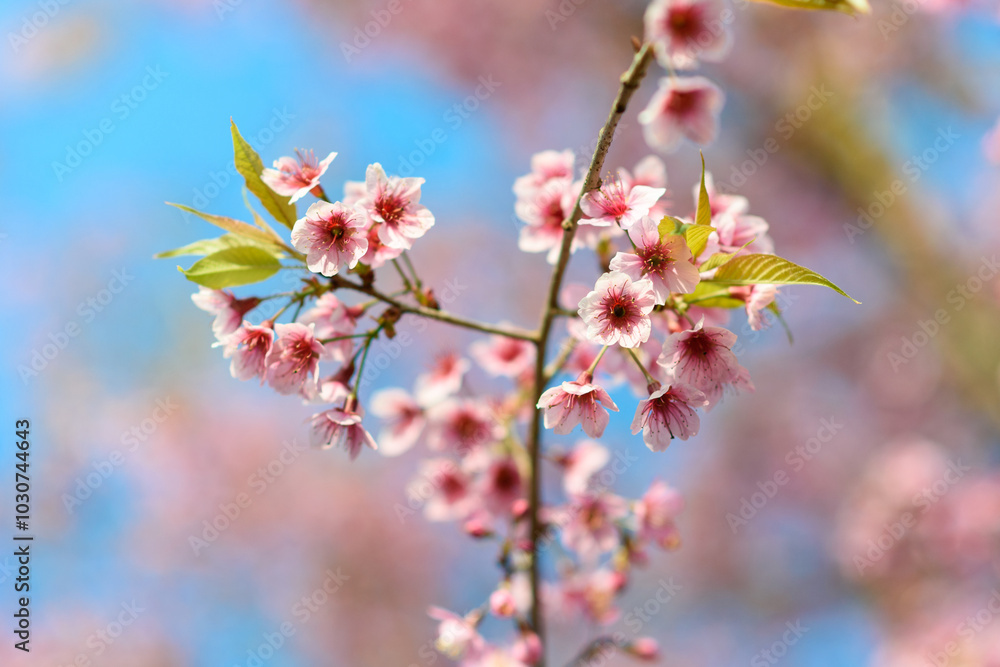 Wall mural closeup of wild himalayan cherry (prunus cerasoides) or thai sakura flower