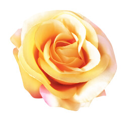 close up of  a yellow rose on white background with clipping path