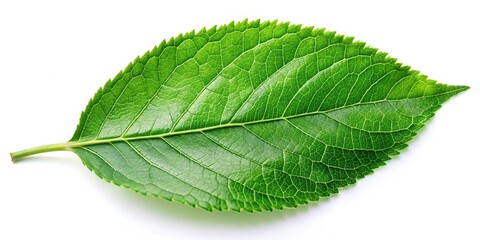 Fototapeta premium isolate single green leaf on white background