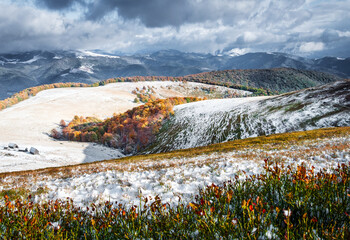 Autumn landscape. Mountains with snow covered tops. Fall forest. Trees with orange leaves. Blueberry bushes under the snowy.  Picturesque resort Carpathians valley, Ukraine, Europe.