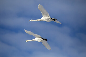 The couple of wild swans flying over spring fields. Whooper swan or common swan (Cygnus cygnus).