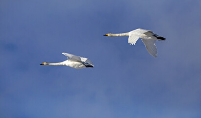 The couple of wild swans flying over spring fields. Whooper swan or common swan (Cygnus cygnus).