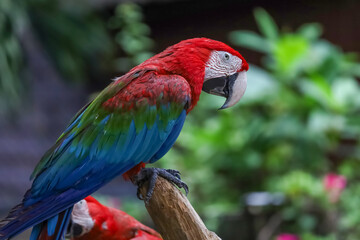 Close up head the red macaw parrot bird in garden