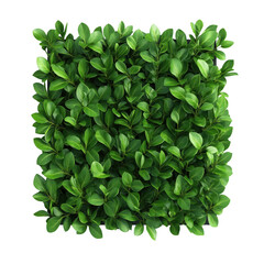 Fototapeta premium Vibrant green leaves arranged in a compact square, perfect for nature-inspired designs and decor. isolated on transparent background.