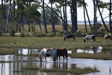 Ponies In Marsh Waters