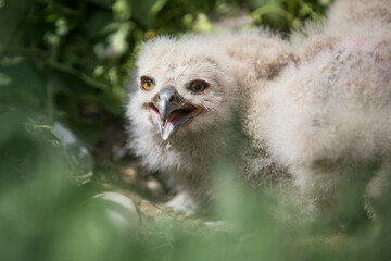young eagle owl chicks in their nest