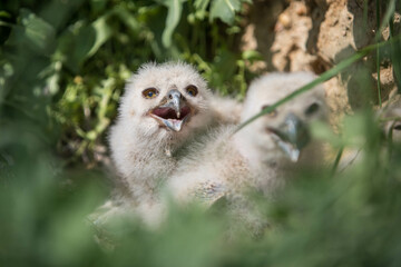 young eagle owl chicks in their nest