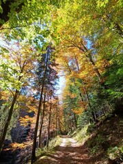 Fall landscape in forest, mountain road covered with leaves