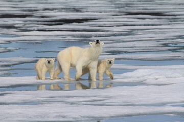 polar bear on the ice