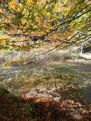 Clear mountain river in fall forest. Beautiful wild and colorful landscape.