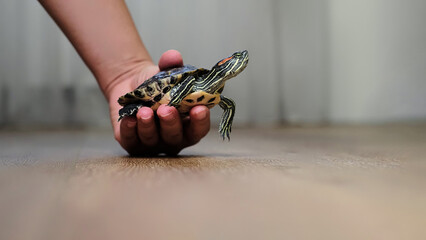 A turtle sits calmly in a person's hand, captured indoors on a wooden floor. The photo represents themes of calmness, tranquility, and the appreciation of exotic pets in a home environment.