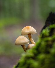 Zur Pilzzeit im Wald unterwegs, freigestellt