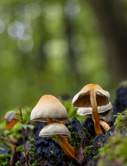 Zur Pilzzeit im Wald unterwegs, freigestellt