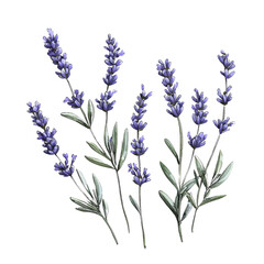 Fototapeta premium Lavender Flowers Watercolor Illustration.