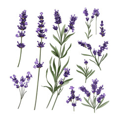 Naklejka premium Lavender Flowers Isolated on White Background.