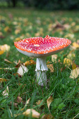 Close up of a red and white fungus, fly agaric, in grass