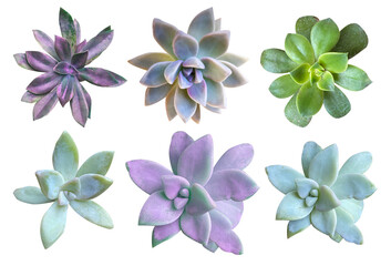 Set of cactus succulent plants Isolated on transparent background 仙人掌，多肉，...