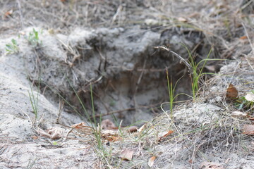 Dry grass on the ground in a hole at autumn season. Close-up