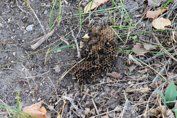 black wasp comb