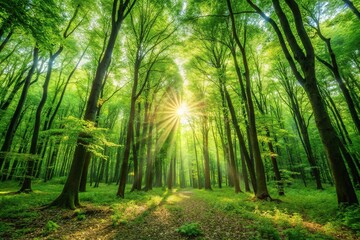 Fototapeta premium Forest clearing with sunlight filtering through green leaves