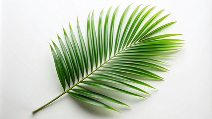 Obraz premium Minimalist Palm Leaf Isolated on White Background for Clean Aesthetic and Nature Inspired Decor