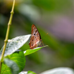 White Peacock Butterfly (Anartia jatrophae) – Commonly found in North and Central America