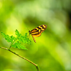 Orange-Spotted Tiger Clearwing Butterfly (Mechanitis polymnia) – Found in Central America