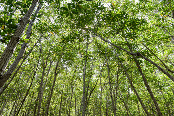 Obraz premium mangrove forest at Pran Buri Forest Park, Prachuap Khiri Khan, Thailand.