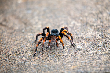 Orange-Kneed Tarantula (Brachypelma smithi) – Native to Mexico, seen in Costa Rica