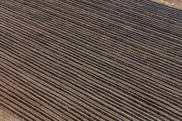 Rows of Freshly Tilled Soil Stretch Across the Agricultural Landscape Under a Clear Sky, Showcasing the Promise of a New Farming Season