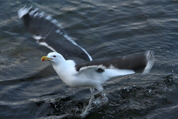 seagull in flight