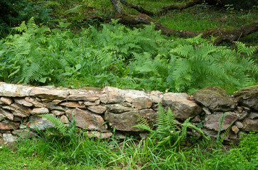 muret en schiste, fougere aigle, jardin La Boulaye, Le Grand Cosquet, Locmaria, Belle Ile en Mer, région Bretagne, Morbihan, 56, France