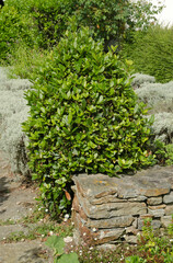 santoline, santolina chamaecyparissus, Le Grand Cosquet, Locmaria, Belle Ile en Mer, région Bretagne, Morbihan, 56, France