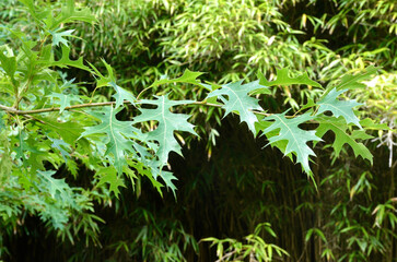 chêne des marais, quercus palustris