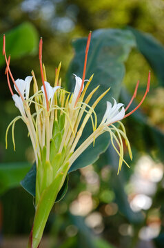 gingembre des rochers, hedychium ellipticum