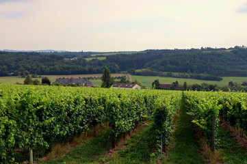 Weinberge und Falkensteiner Hof bei Niedermennig. Aussicht vom neuen Wanderweg Moselsteig Seitensprung Konzer Höhenrunde bei Konz an der Mosel im Landkreis Trier-Saarburg. 