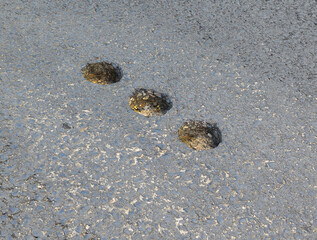 Holes in the new road surface after asphalt sampling