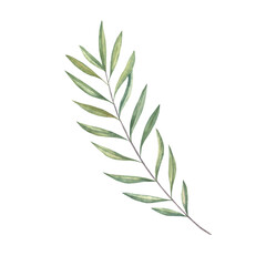 Watercolor hand drawn olive branch illustration.