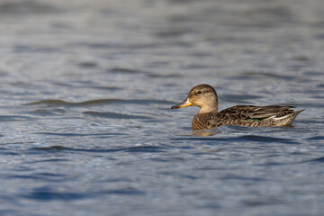 kaczka pływająca na jeziorze © Lukasz