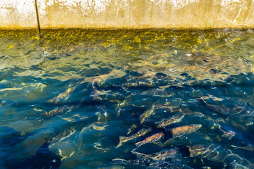 Fish Hatchery Salmon