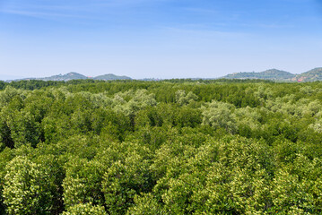 mangrove forest at Pran Buri Forest Park, Prachuap Khiri Khan, Thailand.