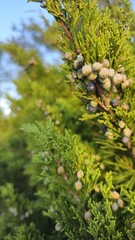 Close-up of Evergreen Berries in Wörlitzer Park