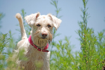 jack russell terrier playing in the grass