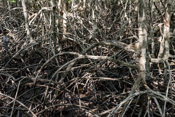 mangrove forest at Pran Buri Forest Park, Prachuap Khiri Khan, Thailand.