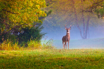 Naklejka premium This Whitetail Buck appeared for just a moment through the fog and early morning light of this Autumn Sunrise.